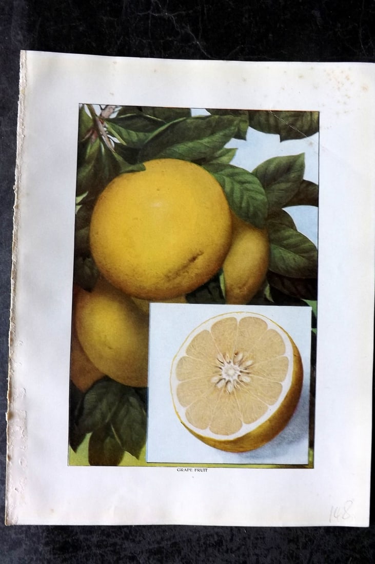 Ward, Artemas 1911 Antique Fruit Print. Grapefruit: Offset Lithograph Published 1911, New York for "The Grocer's Encyclopedia" Compiled by Artemas Ward. Paper Size: 11 x 8 (28 x 21cm) Very minor margin toning. Good Condition