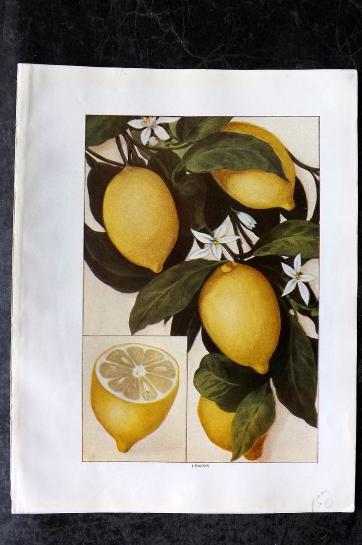 Ward, Artemas 1911 Antique Fruit Print. Lemons (1 of 1)