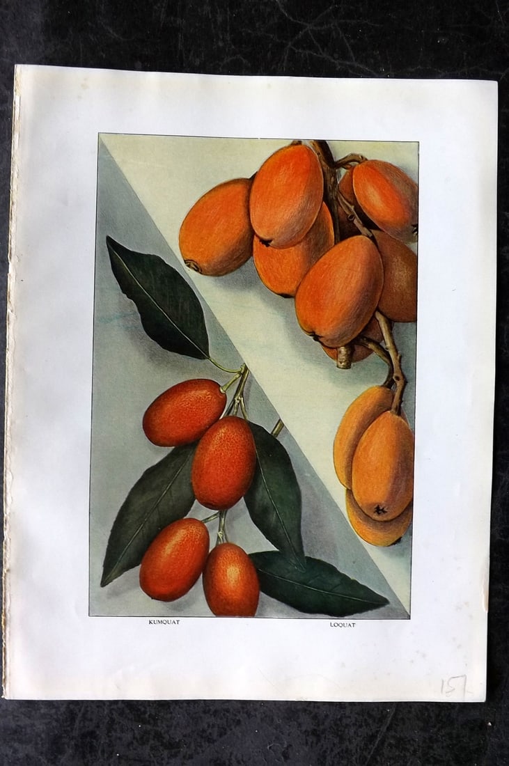 Ward, Artemas 1911 Antique Fruit Print. Kumquat, Loquat: Offset Lithograph Published 1911, New York for "The Grocer's Encyclopedia" Compiled by Artemas Ward. Paper Size: 11 x 8 (28 x 21cm) Very minor margin toning. Good Condition