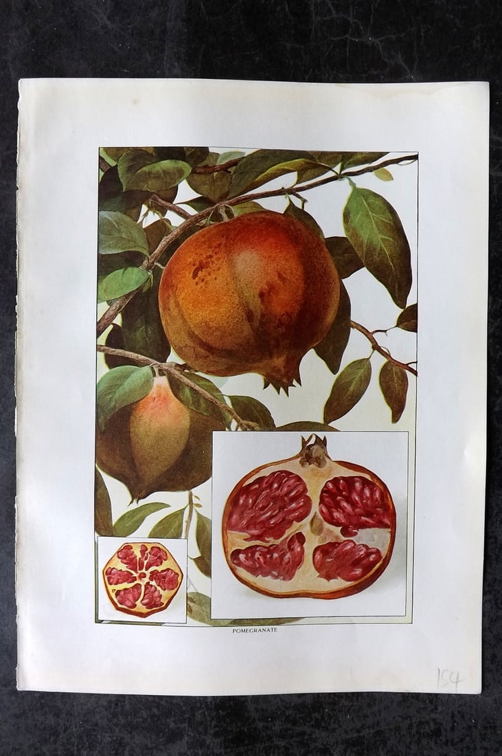 Ward, Artemas 1911 Antique Fruit Print. Pomegranate (1 of 1)