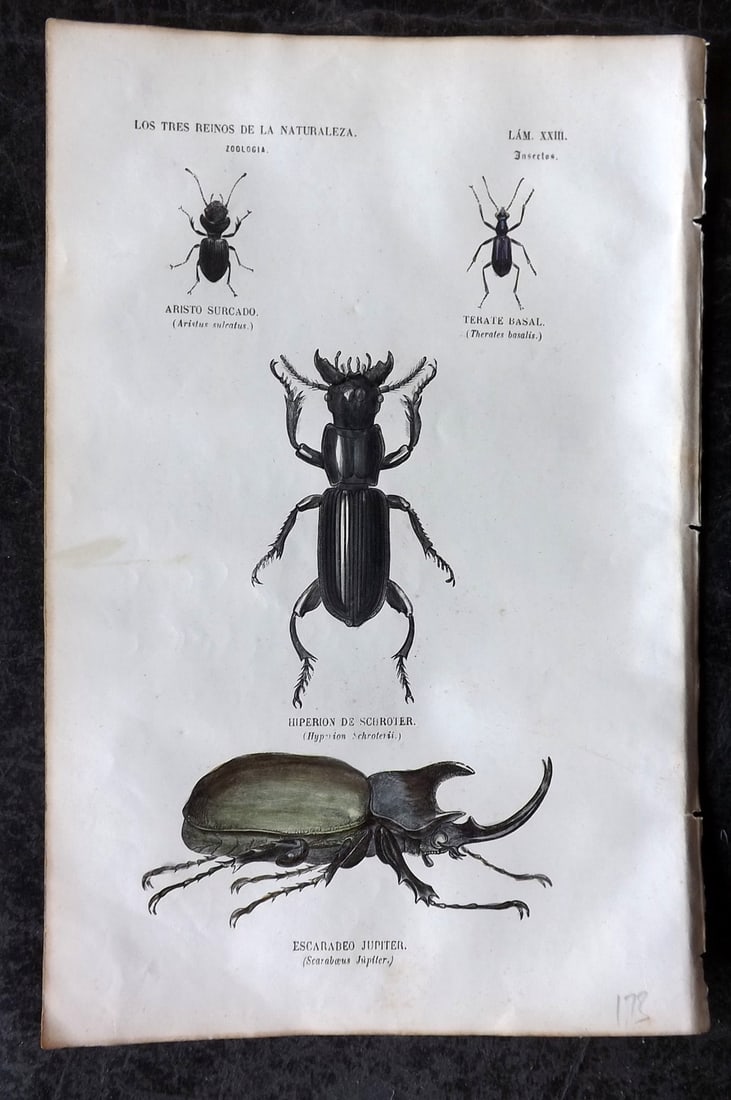 Buffon, Comte de 1856 Hand Col Insect Print. Beetles 23 (1 of 1)
