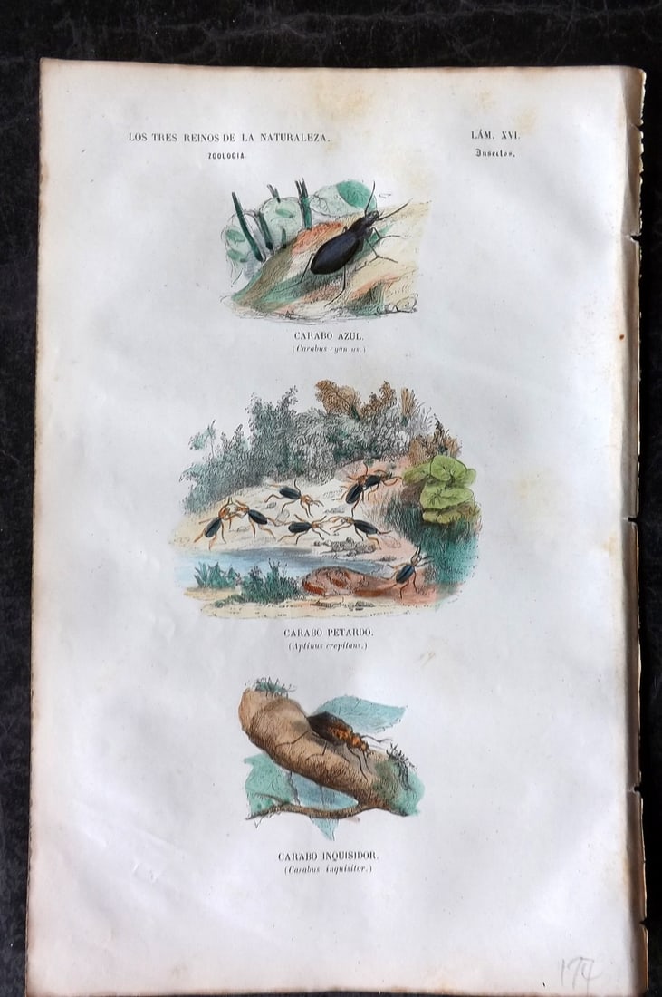 Buffon, Comte de 1856 Hand Col Insect Print. Carabo Bugs 16 (1 of 1)