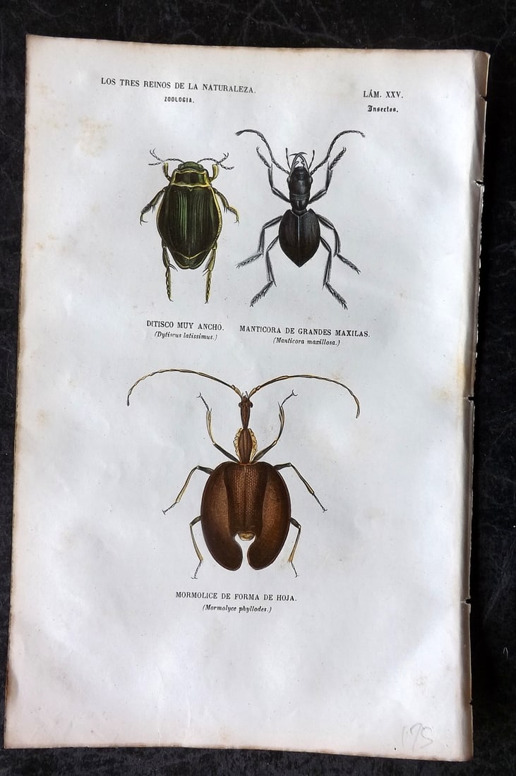 Buffon, Comte de 1856 Hand Col Insect Print. Manticora Beetle etc 25 (1 of 1)