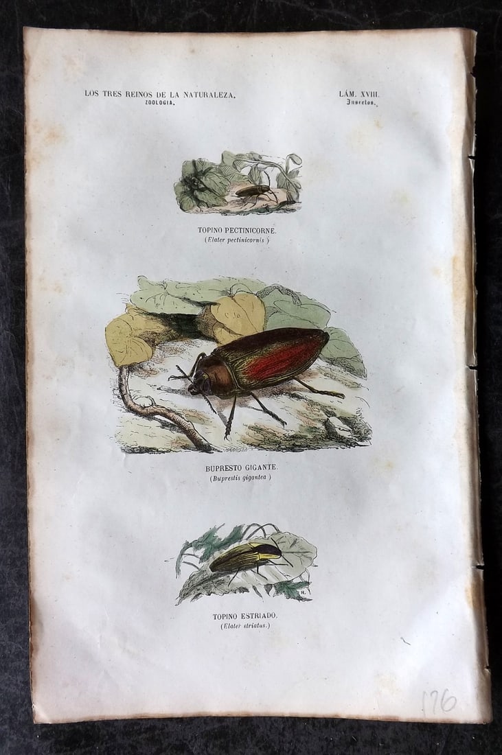 Buffon, Comte de 1856 Hand Col Insect Print. Buprestis Beetle etc 18 (1 of 1)