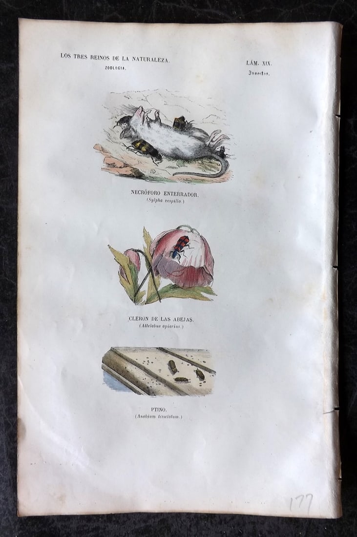 Buffon, Comte de 1856 Hand Col Insect Print. Atellabus etc 19 (1 of 1)