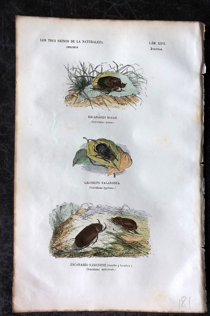 Buffon, Comte de 1856 Hand Col Insect Print. Scarabaeus Scarab Beetle 26 (1 of 1)