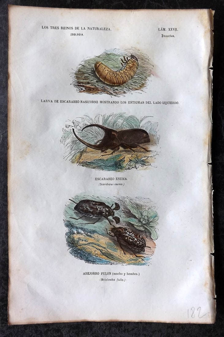 Buffon, Comte de 1856 Hand Col Insect Print. Scarabaeus Scarab Beetle 27 (1 of 1)
