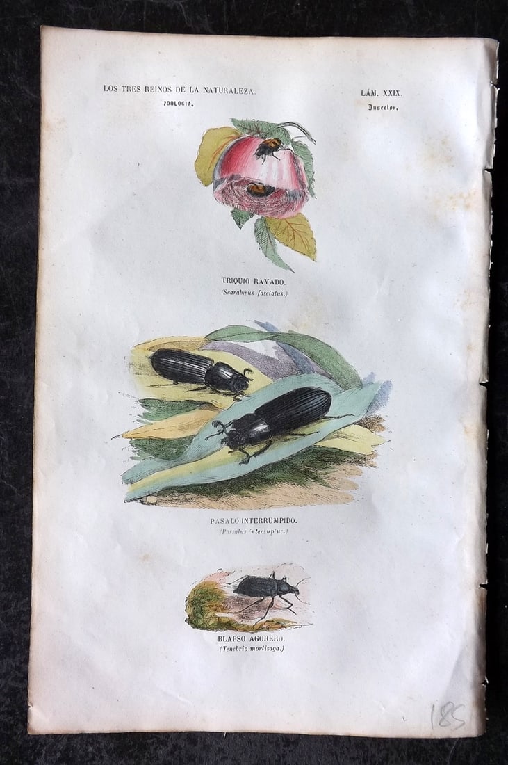 Buffon, Comte de 1856 Hand Col Insect Print. Passalus Beetle 29 (1 of 1)
