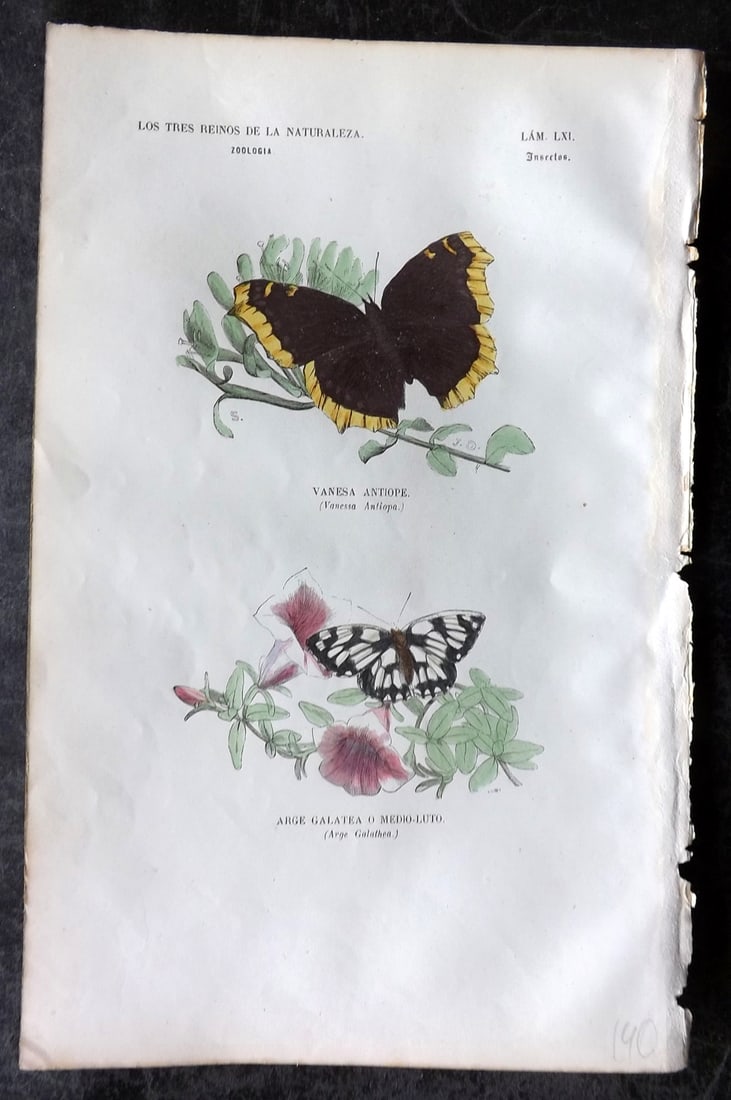 Buffon, Comte de 1856 Hand Col Butterfly Print. Mourning cloak & Marble White 51: Hand Colored Etching/Engraving Published 1856, Madrid for "Museo pintoresco de Historia Natural" by the Comte de Buffon and M. M. J. de Galdo. Paper Size: 10 x 6.5 inch (26 x 17cm) Very minor backgrou