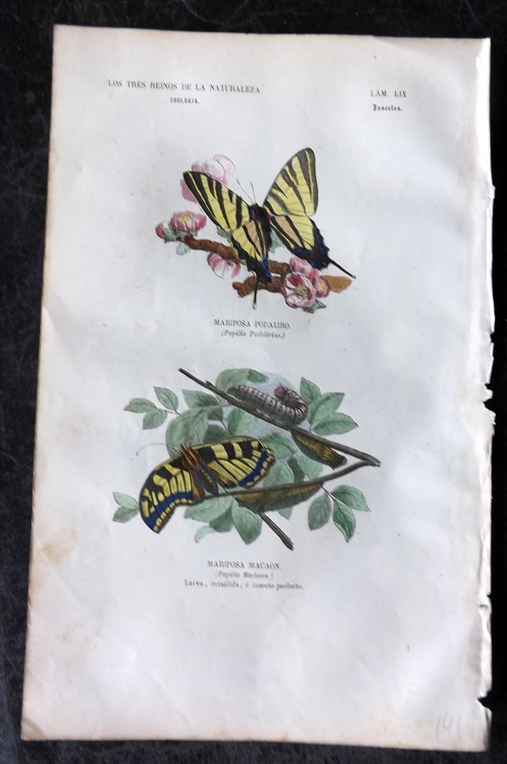 Buffon, Comte de 1856 Hand Col Butterfly Print. Scarce& Old World Swallowtail 59: Hand Colored Etching/Engraving Published 1856, Madrid for "Museo pintoresco de Historia Natural" by the Comte de Buffon and M. M. J. de Galdo. Paper Size: 10 x 6.5 inch (26 x 17cm) Very minor backgrou