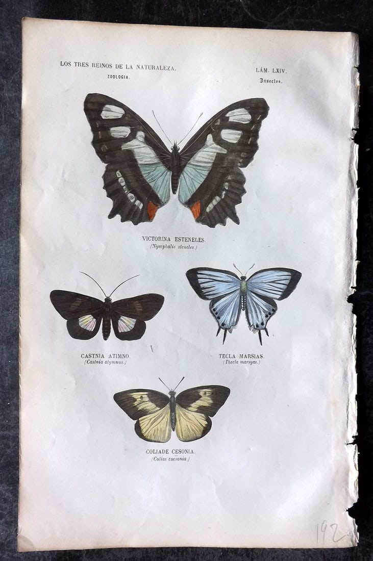 Buffon, Comte de 1856 Hand Col Butterfly Print. Malachite Butterfly & Castnia Moths 64: Hand Colored Etching/Engraving Published 1856, Madrid for "Museo pintoresco de Historia Natural" by the Comte de Buffon and M. M. J. de Galdo. Paper Size: 10 x 6.5 inch (26 x 17cm) Very minor backgrou