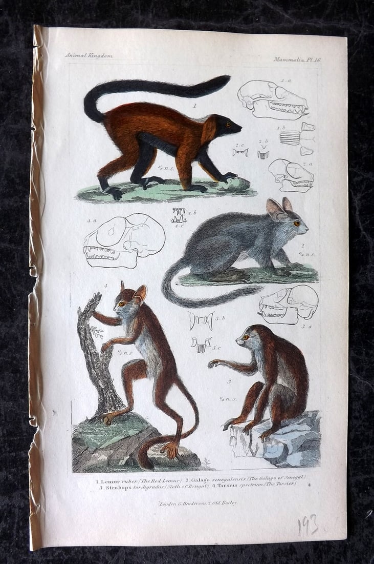 Cuvier, Baron 1837 HC Print Red Lemur, Galego of Senegal, Sloth of Bengal, Tarsier 16: Hand Colored Etchings/Engraving Published 1834-37, London for "The Animal Kingdom" by the Baron Georges Cuvier. Paper Size: 8 x 5 inch (21 x 13cm) Good Condition