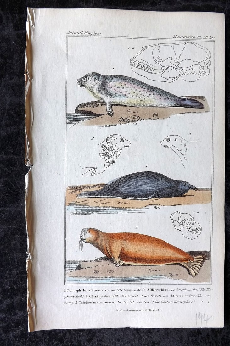 Cuvier, Baron 1837 Hand Col Print. Seal, Sea Lion, Sea Bear 30*: Hand Colored Etchings/Engraving Published 1834-37, London for "The Animal Kingdom" by the Baron Georges Cuvier. Paper Size: 8 x 5 inch (21 x 13cm) Good Condition