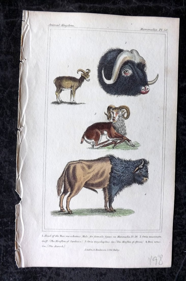 Cuvier, Baron 1837 Hand Col Print. Bos Moschatus, Mouflon of Sardinia & Africa 58: Hand Colored Etchings/Engraving Published 1834-37, London for "The Animal Kingdom" by the Baron Georges Cuvier. Paper Size: 8 x 5 inch (21 x 13cm) Good Condition