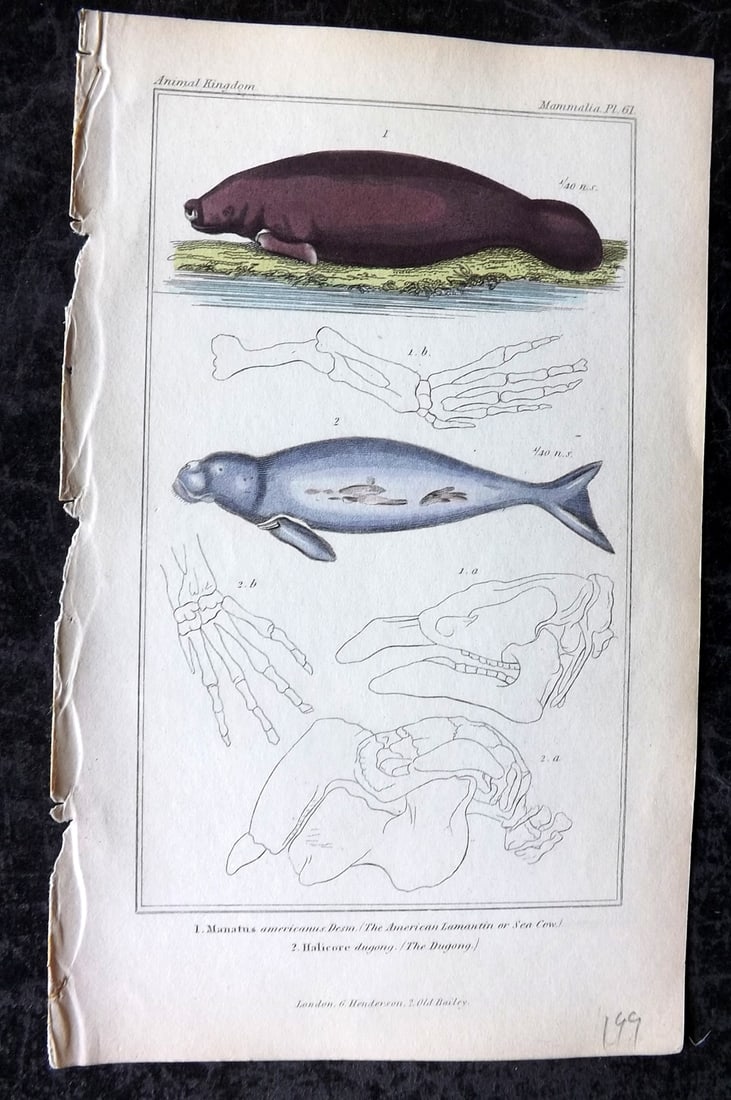 Cuvier, Baron 1837 Hand Col Print. American Lamantin or Sea Cow, Dugong 61: Hand Colored Etchings/Engraving Published 1834-37, London for "The Animal Kingdom" by the Baron Georges Cuvier. Paper Size: 8 x 5 inch (21 x 13cm) Good Condition