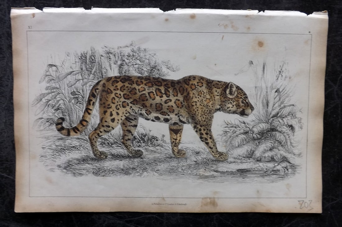 Goldsmith, Oliver 1851 Hand Col Print. Jaguar (Female) 11: Hand Colored Etching/Engraving Published 1851 by A. Fullarton & Co., London for "A History of the Earth and Animated Nature" by Oliver Goldsmith. Paper Size: 10 x 6 inch (25 x 16cm) Minor background t