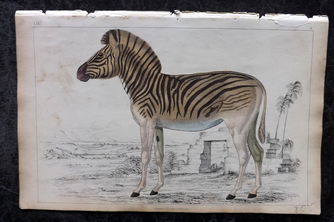 Goldsmith, Oliver 1851 Hand Col Print. Datiw. Extinct Quagga 59: Hand Colored Etching/Engraving Published 1851 by A. Fullarton & Co., London for "A History of the Earth and Animated Nature" by Oliver Goldsmith. Paper Size: 10 x 6 inch (25 x 16cm) Minor background t