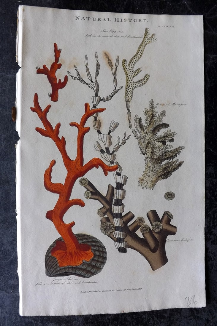 Good, John 1813 Hand Col Print. Corals: Hand Colored Copper Plate Published 1806-13, London for "Pantologia: A New Cyclopaedia, Comprehending a Complete Series of Essays" by John Mason Good et al. Paper Size: 9.5 x 6 inch (24 x 15cm) Good C