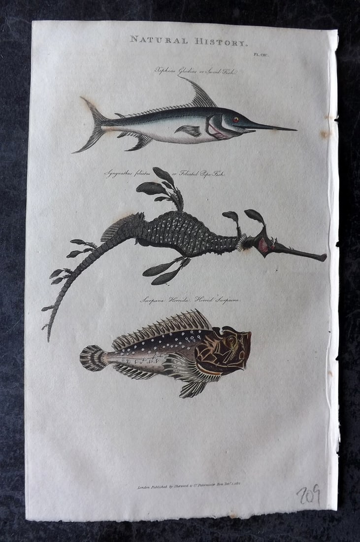 Good, John 1813 Hand Col Print. Swordfish, Pipefish, Horrid Scropaena: Hand Colored Copper Plate Published 1806-13, London for "Pantologia: A New Cyclopaedia, Comprehending a Complete Series of Essays" by John Mason Good et al. Paper Size: 9.5 x 6 inch (24 x 15cm) Very m