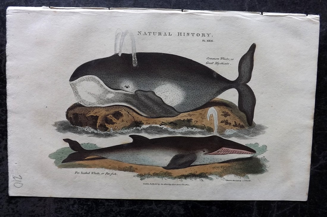 Good, John 1813 Hand Col Print. Whale & Fin Backed Whale: Hand Colored Copper Plate Published 1806-13, London for "Pantologia: A New Cyclopaedia, Comprehending a Complete Series of Essays" by John Mason Good et al. Paper Size: 9.5 x 6 inch (24 x 15cm) Good C