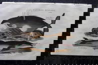 Good, John 1813 Hand Col Print. Whale & Fin Backed Whale