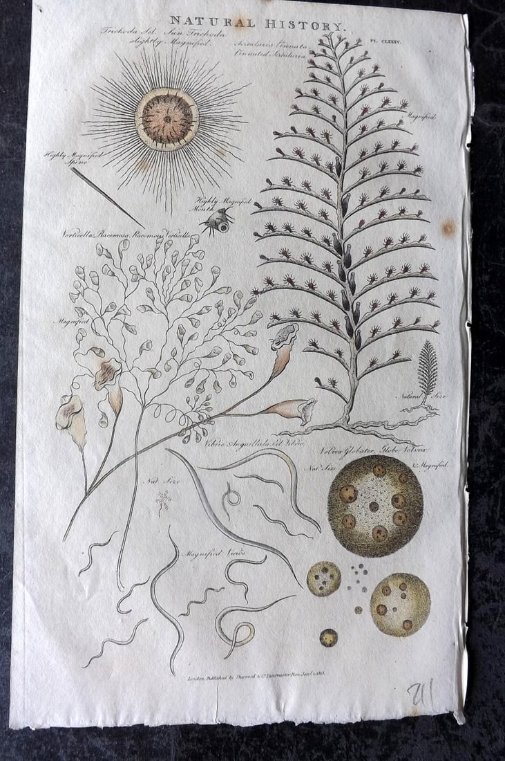 Good, John 1813 Hand Col Print. Sea Pen, Sea Life: Hand Colored Copper Plate Published 1806-13, London for "Pantologia: A New Cyclopaedia, Comprehending a Complete Series of Essays" by John Mason Good et al. Paper Size: 9.5 x 6 inch (24 x 15cm) Very m