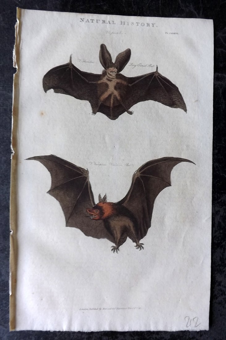 Good, John 1813 Hand Col Print. Bats - Long Eared & Vampire (1 of 1)