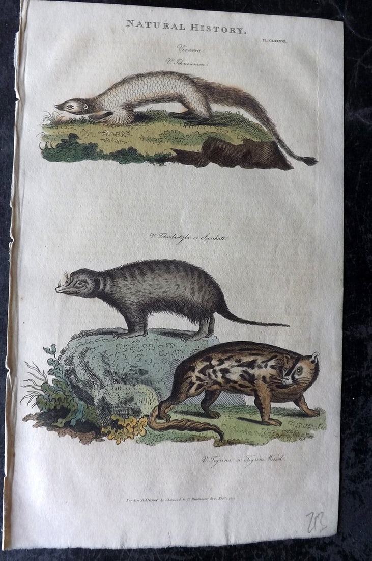 Good, John 1813 Hand Col Print. Ichneumon & Surikate (1 of 1)