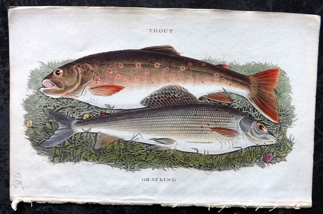 Ronalds, Alfred 1844 Hand Col Fish Print. Trout & Grayling (1 of 1)