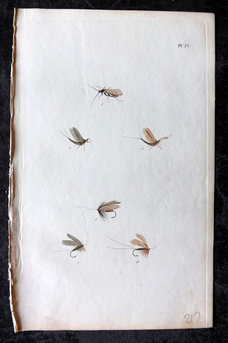 Ronalds, Alfred 1844 Hand Col Print. Fly Fishing Flies Entomology Angling 04 (1 of 1)