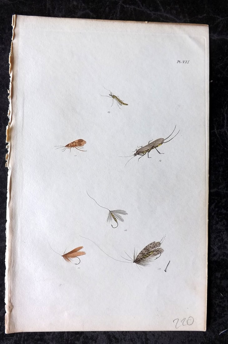 Ronalds, Alfred 1844 Hand Col Print. Fly Fishing Flies Entomology Angling 07 (1 of 1)