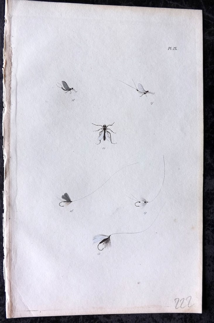 Ronalds, Alfred 1844 Hand Col Print. Fly Fishing Flies Entomology Angling 09: Hand Colored Etching Published 1844, London for "The Fly Fisher's Entomology" by Alfred Ronalds. Paper Size: 8 x 5 inch (21 x 13cm) Good Condition