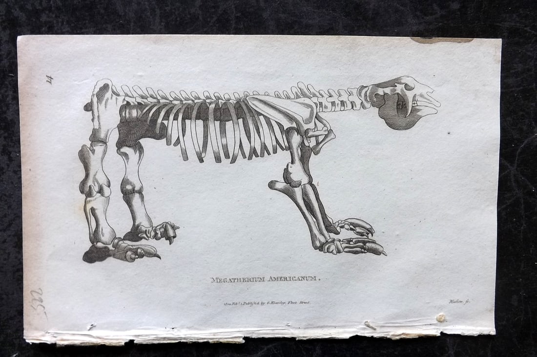 Shaw, George 1809 Antique Print. Megatherium Americanum 14 Extinct: Copper Plate Published 1809 by G.Kearsley, London for "Zoological Lectures..." by George Shaw. Paper Size: 8.5 x 5 inch (22 x 13cm) Good Condition