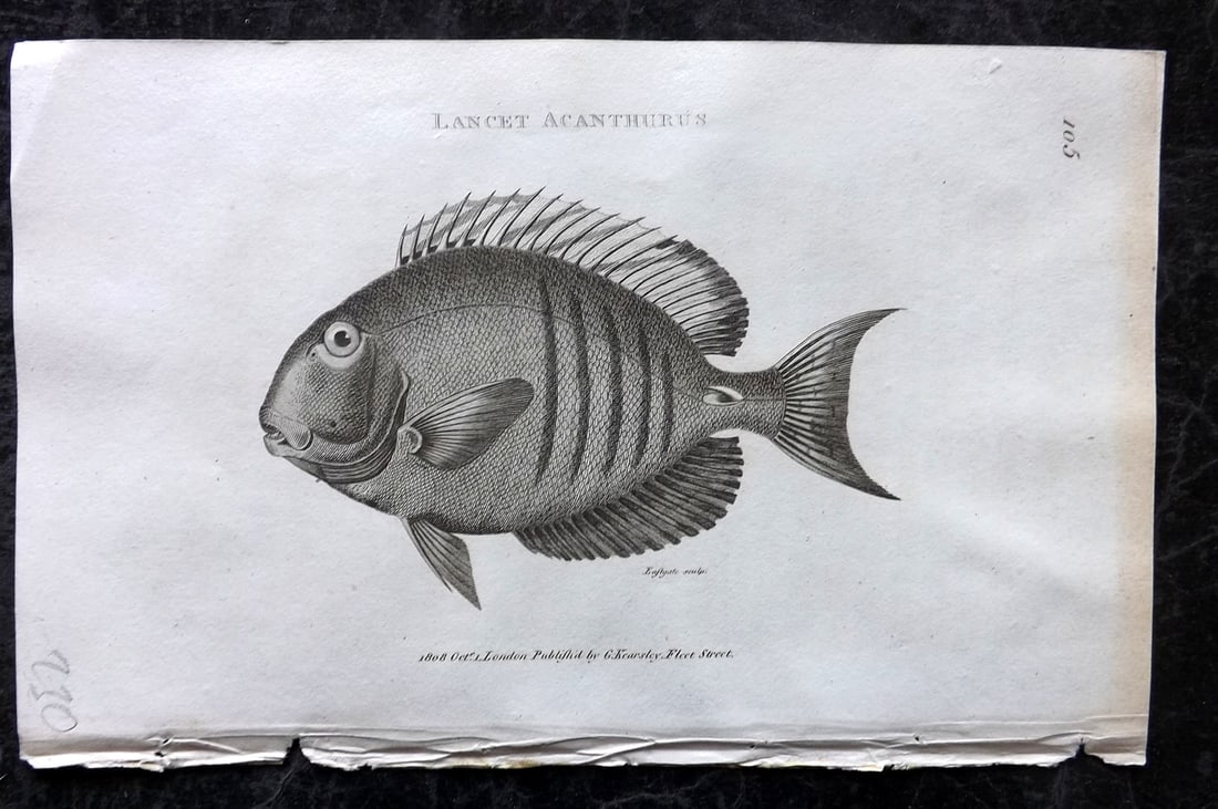 Shaw, George 1809 Antique Fish Print. Lancet Acanthurus 105: Copper Plate Published 1809 by G.Kearsley, London for "Zoological Lectures..." by George Shaw. Paper Size: 8.5 x 5 inch (22 x 13cm) Good Condition