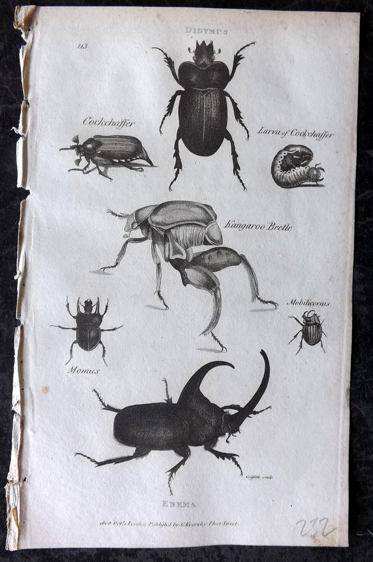 Shaw, George 1809 Print. Didymus, Enema, Cockchaffer, Kangaroo Beetle 113: Copper Plate Published 1809 by G.Kearsley, London for "Zoological Lectures..." by George Shaw. Paper Size: 8.5 x 5 inch (22 x 13cm) Good Condition