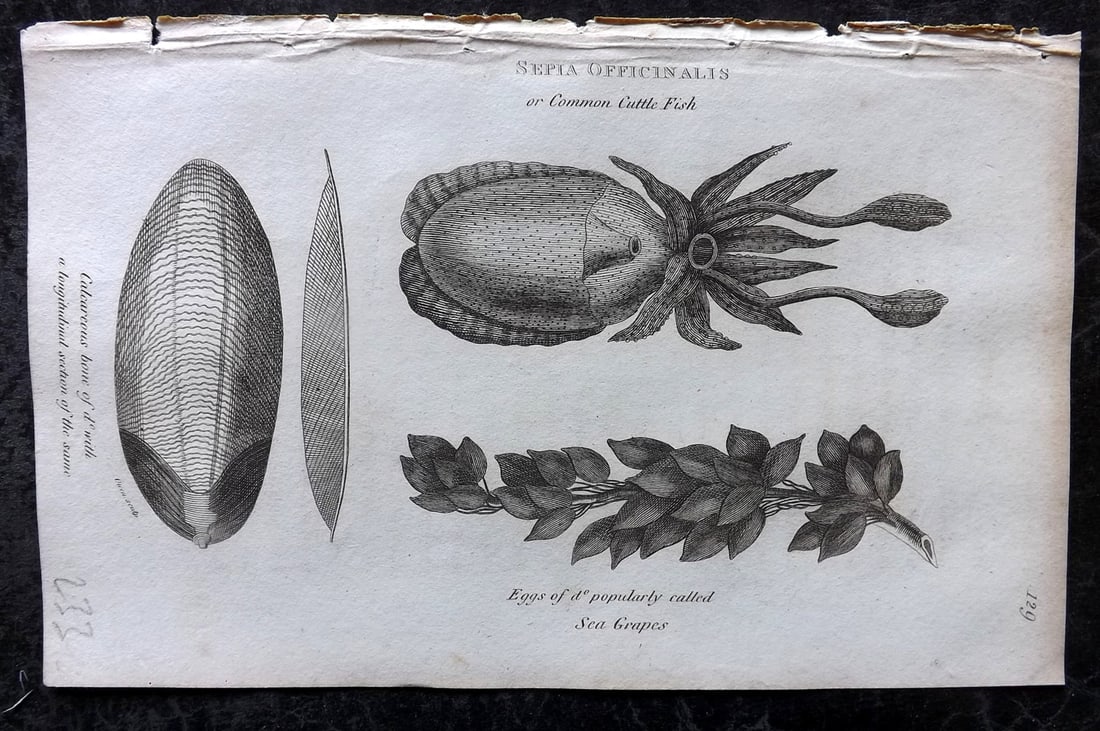 Shaw, George 1809 Antique Print. Cuttle Fish 129: Copper Plate Published 1809 by G.Kearsley, London for "Zoological Lectures..." by George Shaw. Paper Size: 8.5 x 5 inch (22 x 13cm) Good Condition