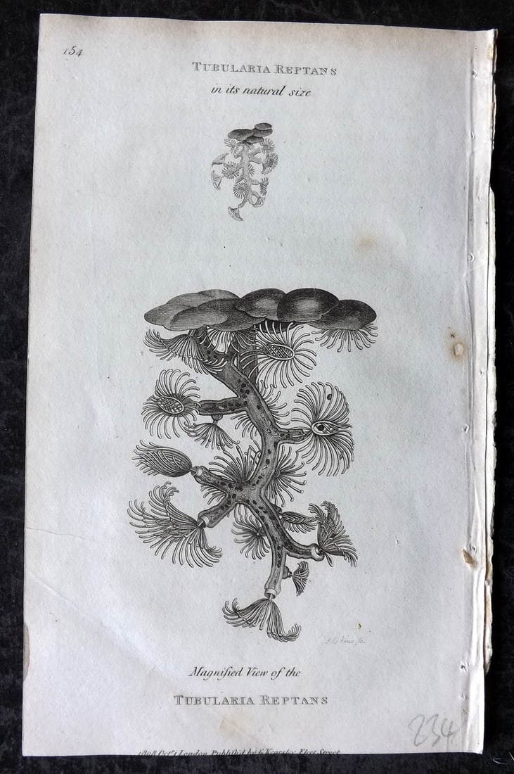 Shaw, George 1809 Antique Print. Tubularia Reptans 154: Copper Plate Published 1809 by G.Kearsley, London for "Zoological Lectures..." by George Shaw. Paper Size: 8.5 x 5 inch (22 x 13cm) Good Condition