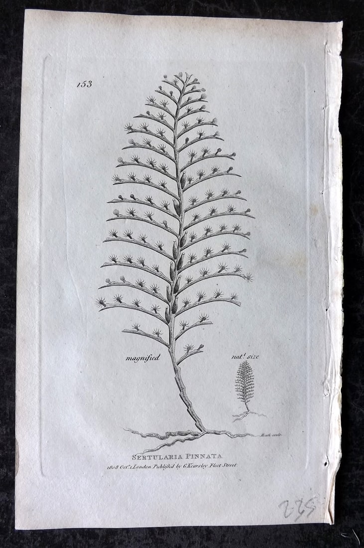 Shaw, George 1809 Antique Print. Sertularia Pinnata 153 Sea Pen: Copper Plate Published 1809 by G.Kearsley, London for "Zoological Lectures..." by George Shaw. Paper Size: 8.5 x 5 inch (22 x 13cm) Good Condition