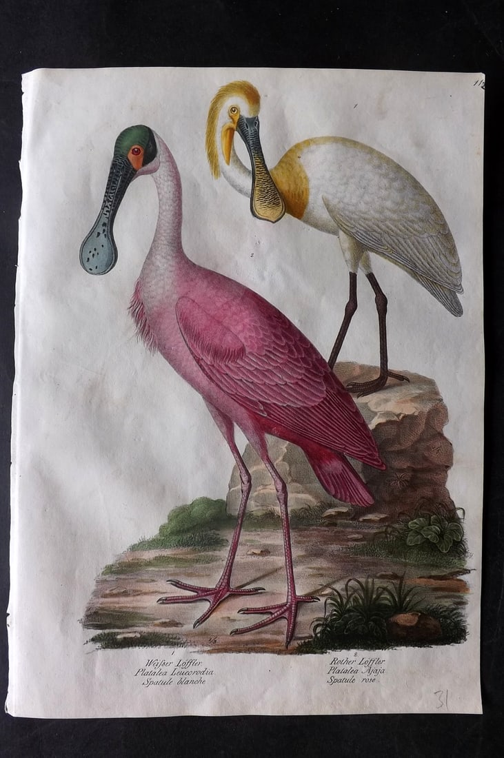 Schinz & Brodtmann 1830 Folio Hand Col Bird Print. Roseate Spoonbill & Spoonbill 112 (1 of 1)