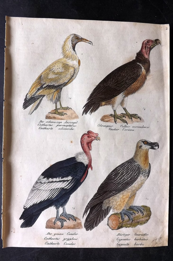 Schinz & Brodtmann 1830 Folio Hand Col Bird Print. Vultures, Condor 02: Folio Hand Colored Lithograph Published 1830, Zurich for "Naturgeschichte und Abbildungen der Vogel..." by Heinrich Rudolph Schinz. Lithographed by Karl Joseph Brodtmann. Paper Size: 12 x 8.25 inch (3