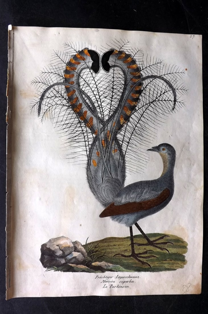 Schinz & Brodtmann 1830 Folio Hand Col Bird Print. Lyre Bird 27 (1 of 1)
