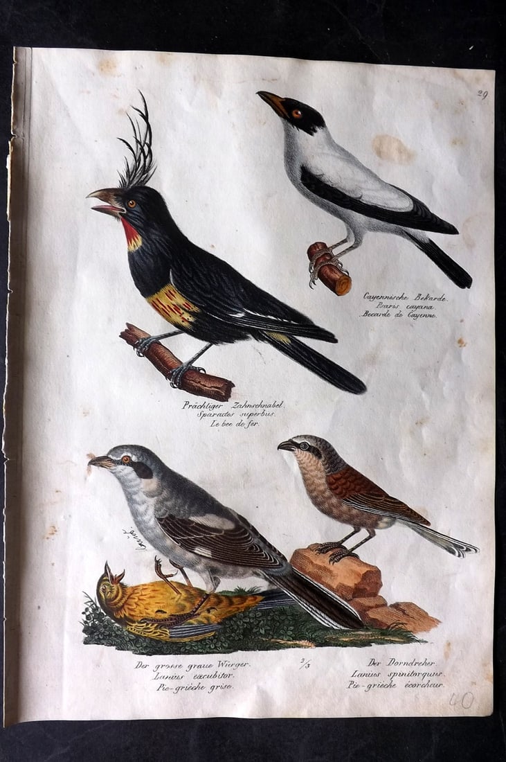 Schinz & Brodtmann 1830 Folio Hand Col Bird Print. Shrikes 29: Folio Hand Colored Lithograph Published 1830, Zurich for "Naturgeschichte und Abbildungen der Vogel..." by Heinrich Rudolph Schinz. Lithographed by Karl Joseph Brodtmann. Paper Size: 12 x 8.25 inch (3