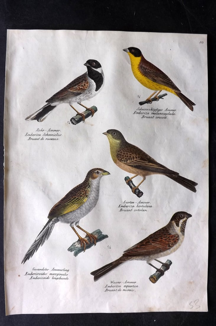 Schinz & Brodtmann 1830 Folio Hand Col Bird Print. Buntings 50 (1 of 1)