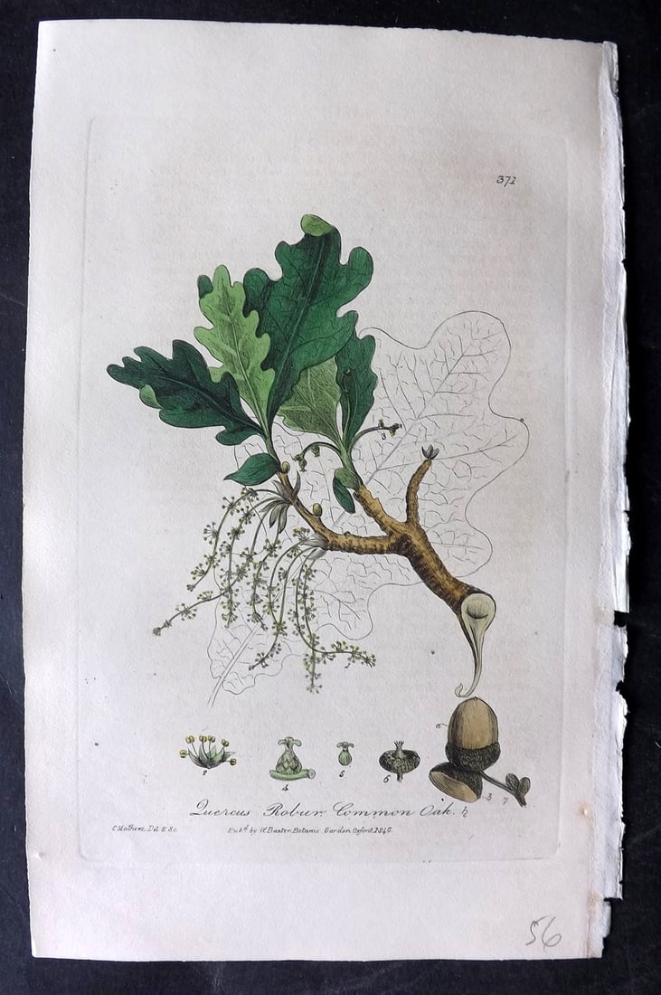 Baxter, George 1840 Hand Col Botanical Print. Common Oak, Acorn 371 (1 of 1)