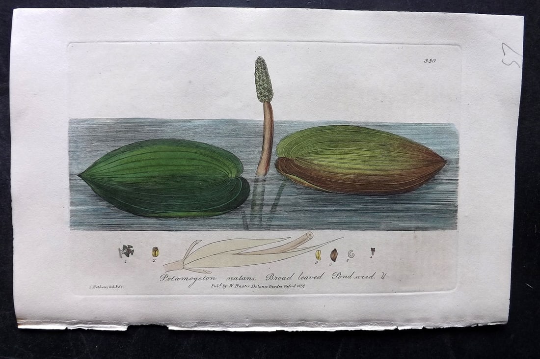 Baxter, George 1840 Hand Col Botanical Print. Broad Leaved Pond Weed 350 (1 of 1)