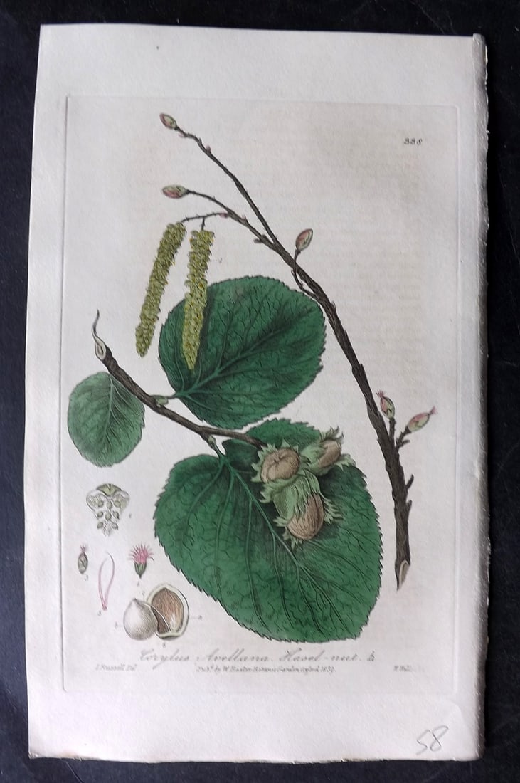 Baxter, George 1840 Hand Col Botanical Print. Hazel Nut 338 (1 of 1)