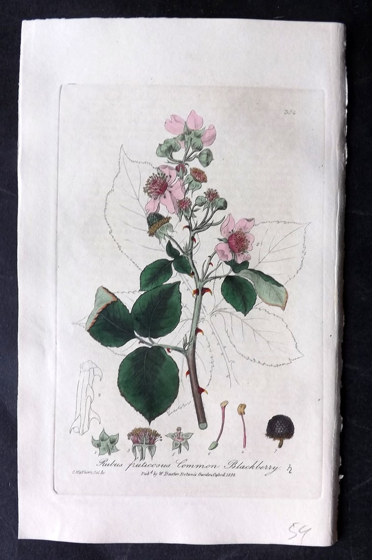 Baxter, George 1840 Hand Col Botanical Print. Common Blackberry Fruit 334 (1 of 1)