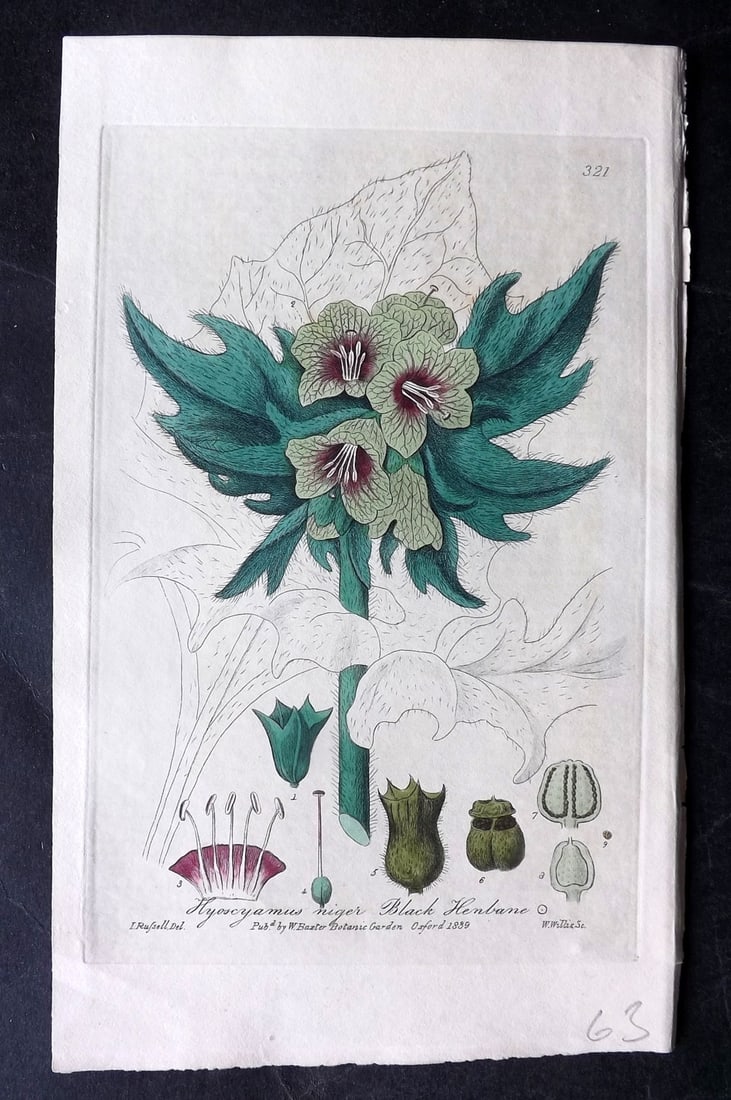 Baxter, George 1840 Hand Col Botanical Print. Black Henbane 321 (1 of 1)
