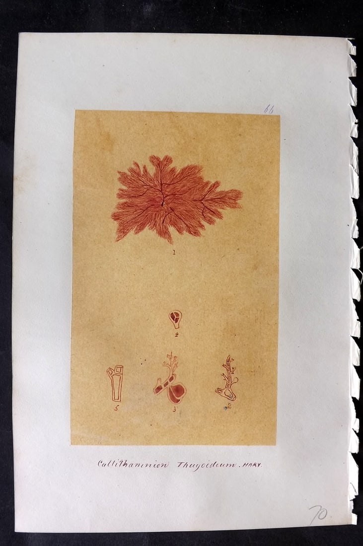 Original Art C1875 Seaweed. Callithamnion Thoyoideeum 66: Pen, Ink and/or Watercolour Made in C1875, England for a privately created work on British Seaweeds by an unknown but Gifted Artist. Each drawing with accompanying descriptive manuscript plate, also f