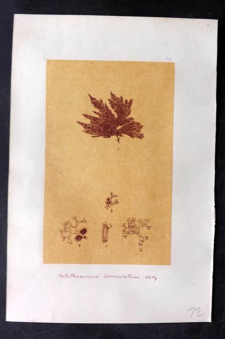 Original Art C1875 Seaweed. Callithamnion Granulatum 68: Pen, Ink and/or Watercolour Made in C1875, England for a privately created work on British Seaweeds by an unknown but Gifted Artist. Each drawing with accompanying descriptive manuscript plate, also f